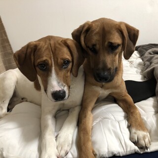 ビークルとハウンドのミックスで双子です