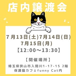 子猫だらけの店内譲渡会inファニーキャット
