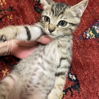 きらきら瞳のきじ君2カ月半べたなれ