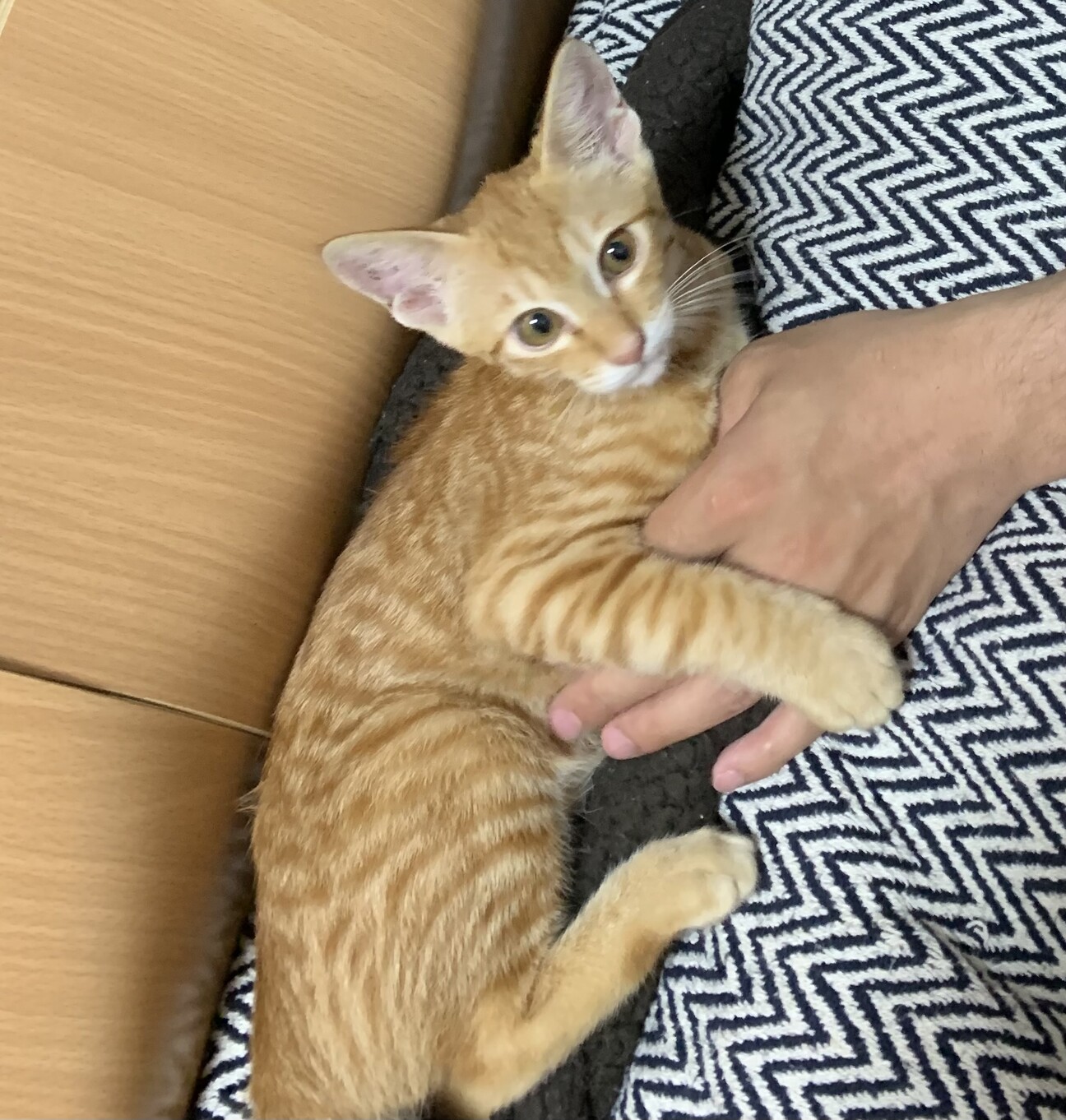 ふんばり親子猫 茶トラ ふんばり親子猫 茶トラ ふんばり親子猫 茶トラ 後輩猫たちに大人気な