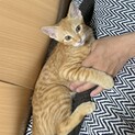 【茶トラ】甘えん坊4ヶ月の男の子