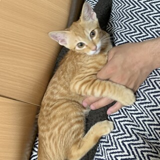 【茶トラ】甘えん坊4ヶ月の男の子