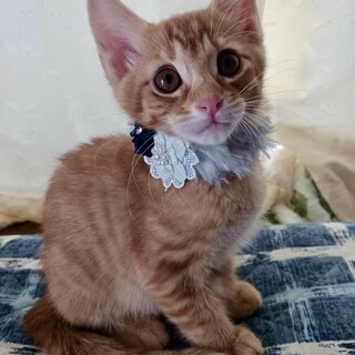 めちゃ可愛い茶トラの男の子♡　ロナくん