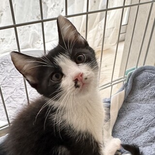 犬OK人が大好き『つばめ』くん