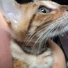 ベンガルMIX②メス サムネイル2