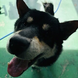 里親様決定！ももちゃんおめでとう！