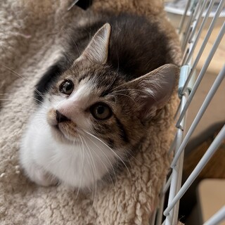 犬とも暮らせます！いつもゴロゴロ『つーくん』