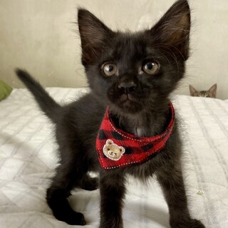 慣れ慣れな兄妹♪　半長毛黒の男の子！ソラくん