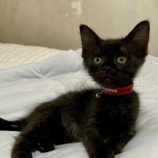 慣れ慣れな兄妹♪　半長毛黒の男の子！チビ太くん