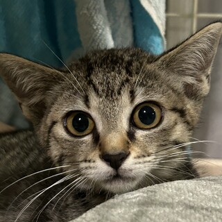 キジトラ・小さな男の子・フタバ君・約２ヶ月