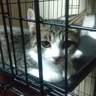 4兄弟のやんちゃ君！甘い鳴き声が特徴です！！