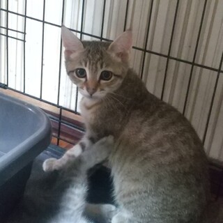 4兄弟の女の子！鼻の模様が特徴的なおしとやか女子！