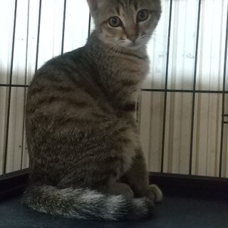 4兄弟の女の子！思いやりのある優しい子です！