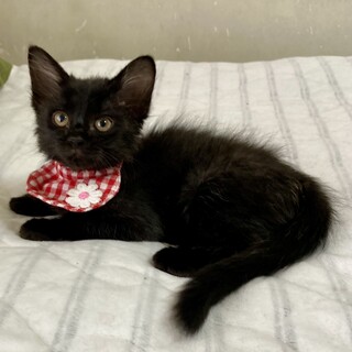 慣れ慣れな兄妹♪　半長毛黒の女の子！ファちゃん