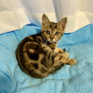 撫でられるとうっとり　アメショMIX　バロン君