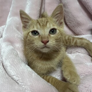 可愛い茶トラの男の子