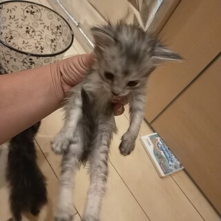 エジプトシャウマウ雑種のフワフワ毛の赤ちゃん