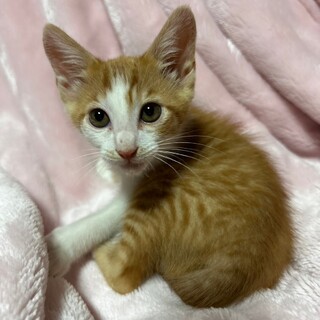 可愛い茶白の男の子