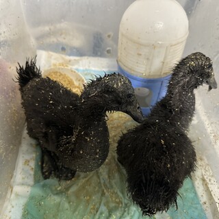 カユーガダック2羽