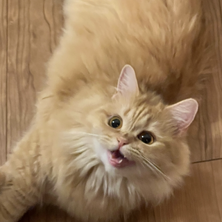 かわいい短足マンチカンの女の子です