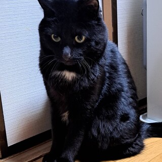 くまたくん