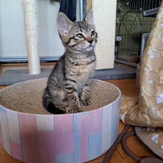 キジトラのゆいちゃん