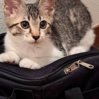 キジシロのめいちゃん