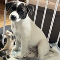 洋犬模様の女の子