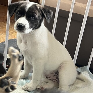 洋犬模様の女の子