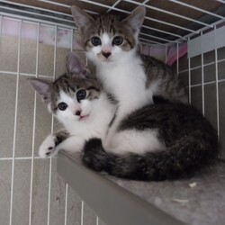 「ロクとタン募集開始しました」サムネイル1