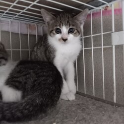 「ロクとタン募集開始しました」サムネイル2