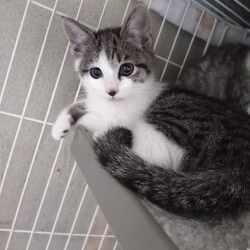 「ロクとタン募集開始しました」サムネイル3