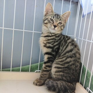 推定2024年3月生 キジ♂千輪くん♡