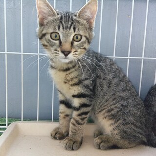 推定2024年3月生 キジ︎︎ ♂椰子くん♡