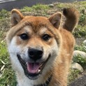 ビビりで可愛い柴犬の男の子