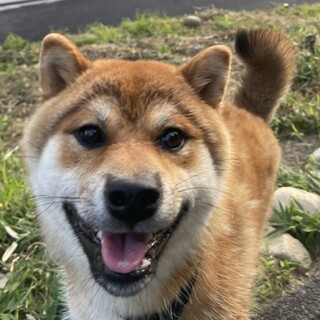 ビビりで可愛い柴犬の男の子