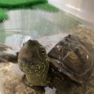 大きめクサガメのメス　人懐っこい12歳くらい