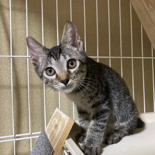 人馴れ抜群　活発で遊ぶの大好き　ハリー君　3ヶ月