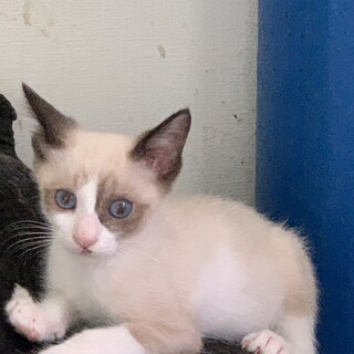 印象的な毛色が特徴のしむくん♂約3か月