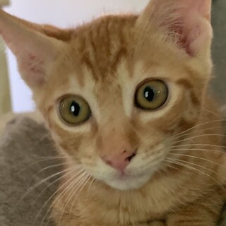 かわいい茶トラ♂ちゃろくん約3か月