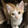 7月14日譲渡会に参加します　むぅ2ヶ月半 サムネイル3