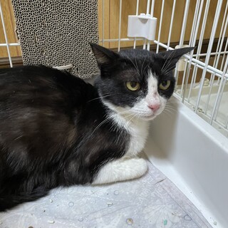 緊急募集！リリースまでにお家猫にしてあげたい