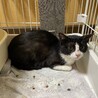 緊急募集！リリースまでにお家猫にしてあげたい サムネイル2