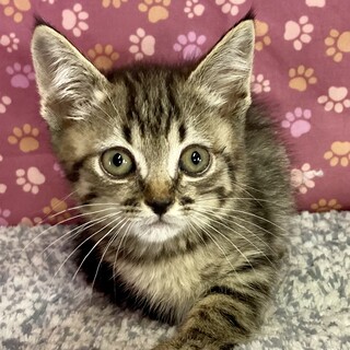 7月14日譲渡会に参加します　小麦　2ヶ月半