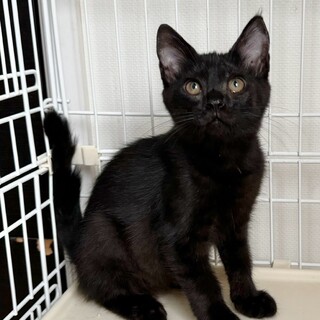 穏やかでおっとり　ショコラちゃん　3ヶ月