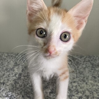 7月14日譲渡会に参加します　チャールズ　2ヶ月半