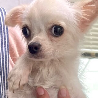 24-M168　ロングコート男子仔犬！！