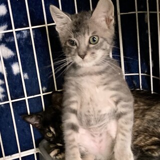 7月14日譲渡会に参加します　一子　2ヶ月