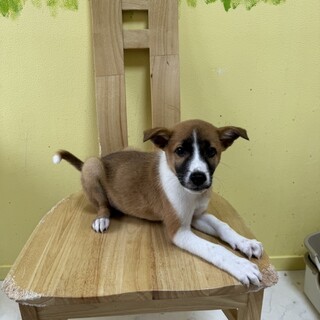 可愛い子犬☆坊ちゃん