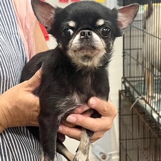 24-W164　小さな小さな女の子です。